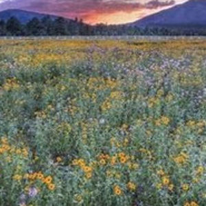 Meet your Posher, Ava